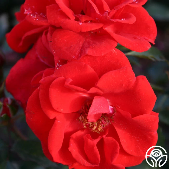 Arborose® Orange Flare™ 4 Arborose® Orange Flare™ - Image 2