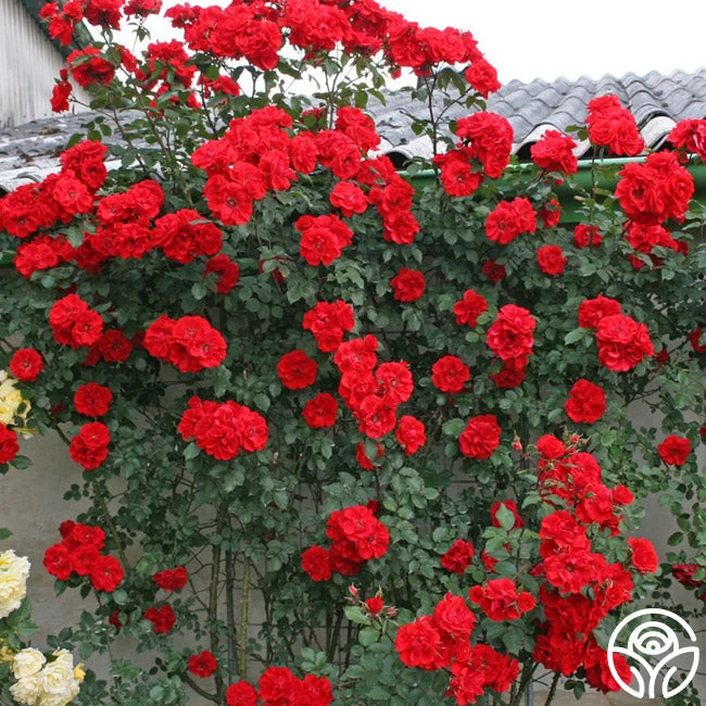 Arborose® Orange Flare™ 5 Arborose® Orange Flare™ - Image 3