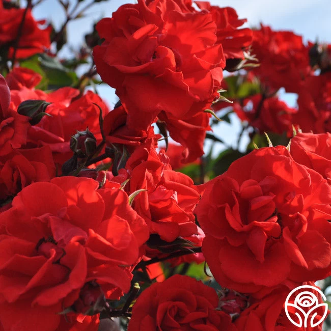 Arborose® Orange Flare™ 6 Arborose® Orange Flare™ - Image 4