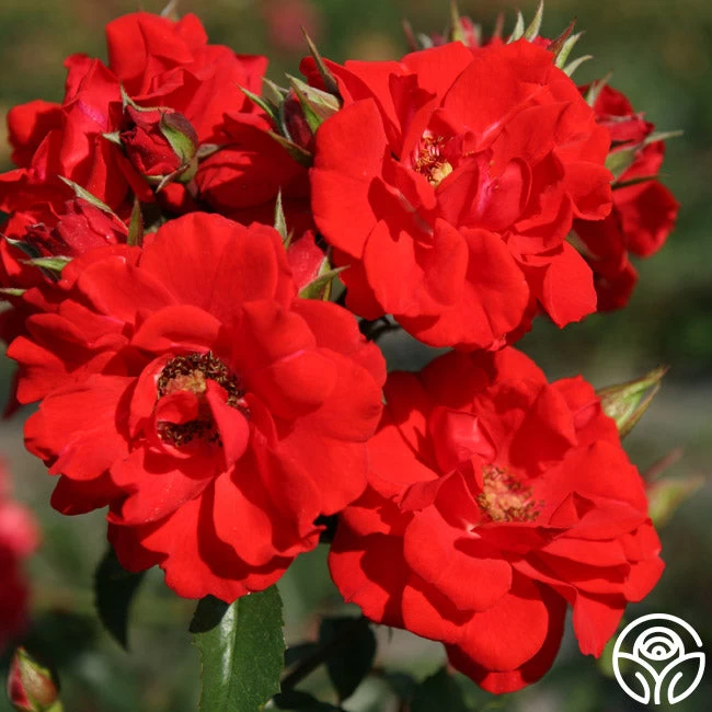 Arborose® Orange Flare™ 7 Arborose® Orange Flare™ - Image 5