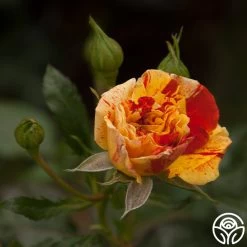 Oranges 'n' Lemons 20 Oranges 'n' Lemons -Healthy Plant Shop oranges n lemons 18