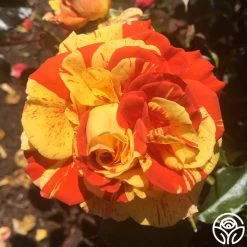 Oranges 'n' Lemons 18 Oranges 'n' Lemons -Healthy Plant Shop oranges n lemons 6