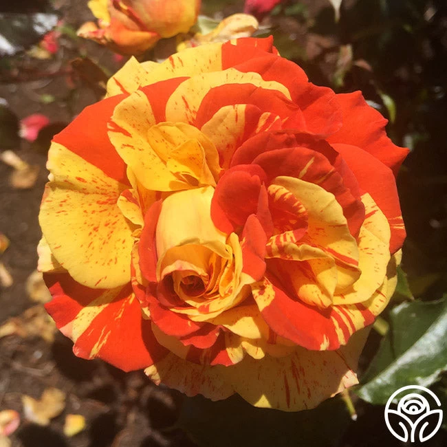 Oranges 'n' Lemons 9 Oranges 'n' Lemons - Image 7