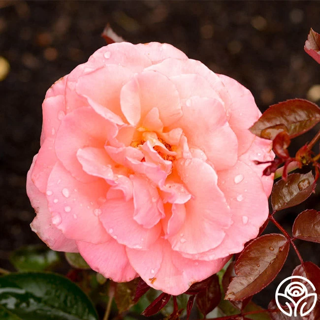 Paddy Stephans 4 Paddy Stephans - Image 2