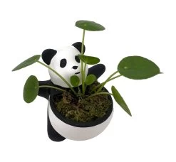 Lucky Panda Planter With Chinese Money Plant And Sheet Moss - 4.5" X 4.75"