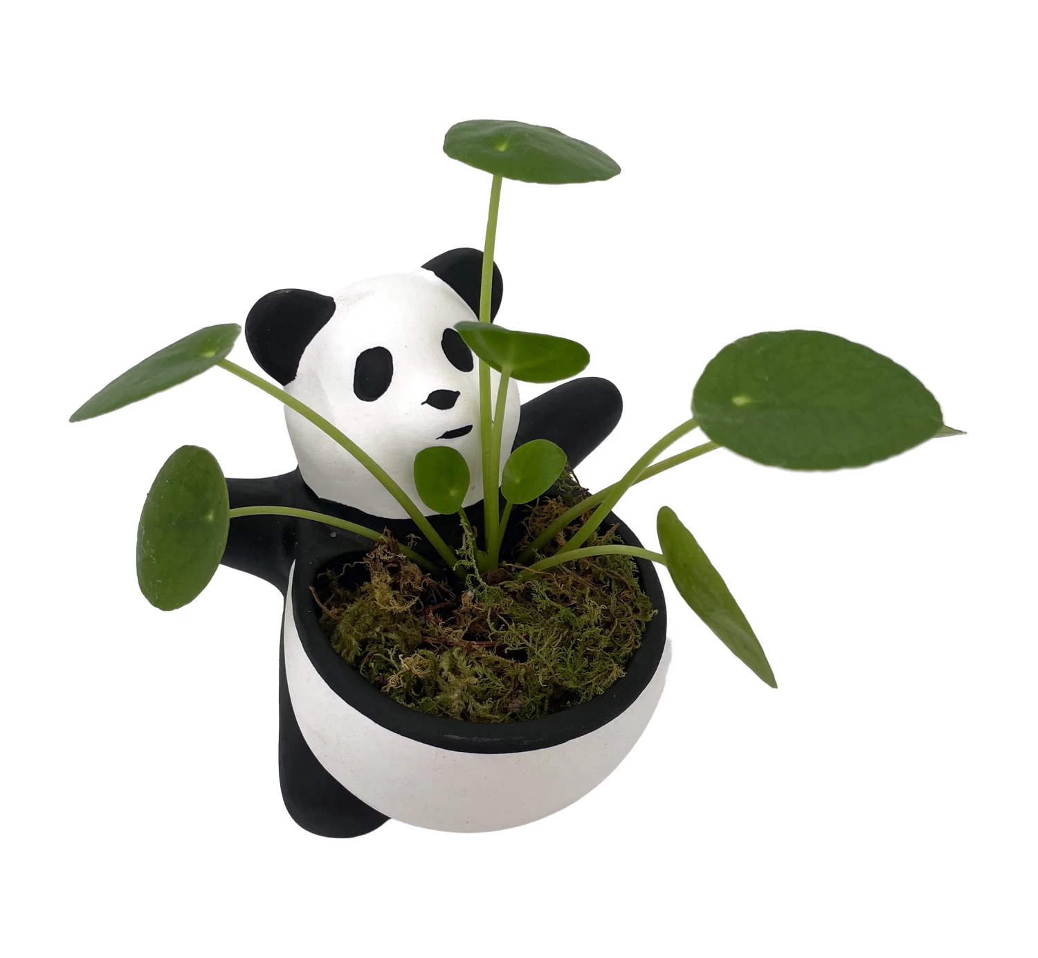 Lucky Panda Planter With Chinese Money Plant And Sheet Moss - 4.5" X 4.75" 3 Lucky Panda Planter With Chinese Money Plant And Sheet Moss - 4.5" X 4.75"