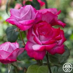 Paradise™ 11 Paradise™ -Healthy Plant Shop paradise 2 8