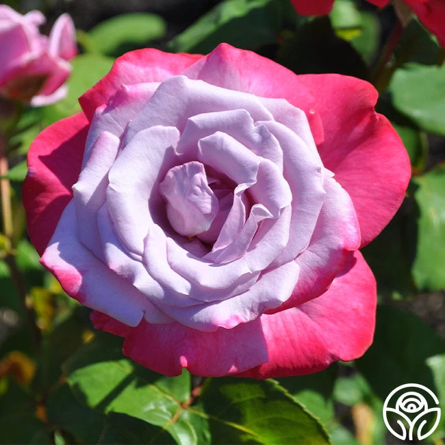 Paradise™ 6 Paradise™ - Image 4