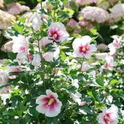Paraplu Pink Ink® Hibiscus - Rose Of Sharon - Proven Winners - 4" Pot 12 Paraplu Pink Ink® Hibiscus - Rose Of Sharon - Proven Winners - 4" Pot -Healthy Plant Shop paraplu pink ink rose of sharon hibiscus 1 1080 1080 60 32101.1615344721