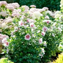 Paraplu Pink Ink® Hibiscus - Rose Of Sharon - Proven Winners - 4" Pot 11 Paraplu Pink Ink® Hibiscus - Rose Of Sharon - Proven Winners - 4" Pot -Healthy Plant Shop paraplu pink ink rose of sharon hibiscus 2 1080 1080 60 24664.1615344721