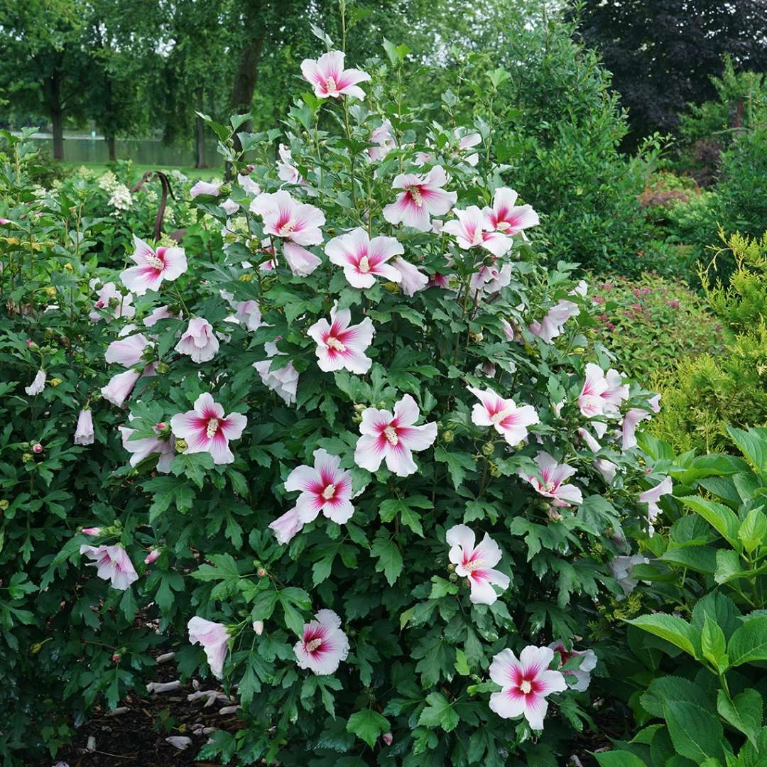 Paraplu Pink Ink® Hibiscus - Rose Of Sharon - Proven Winners - 4" Pot 4 Paraplu Pink Ink® Hibiscus - Rose Of Sharon - Proven Winners - 4" Pot - Image 2