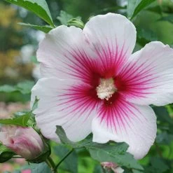 Paraplu Pink Ink® Hibiscus - Rose Of Sharon - Proven Winners - 4" Pot 10 Paraplu Pink Ink® Hibiscus - Rose Of Sharon - Proven Winners - 4" Pot -Healthy Plant Shop paraplu pink ink rose of sharon hibiscus 6 1080 1080 60 73596.1615344721