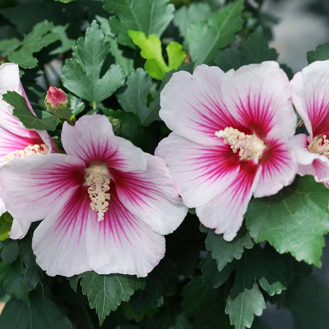 Paraplu Pink Ink® Hibiscus - Rose Of Sharon - Proven Winners - 4" Pot 3 Paraplu Pink Ink® Hibiscus - Rose Of Sharon - Proven Winners - 4" Pot