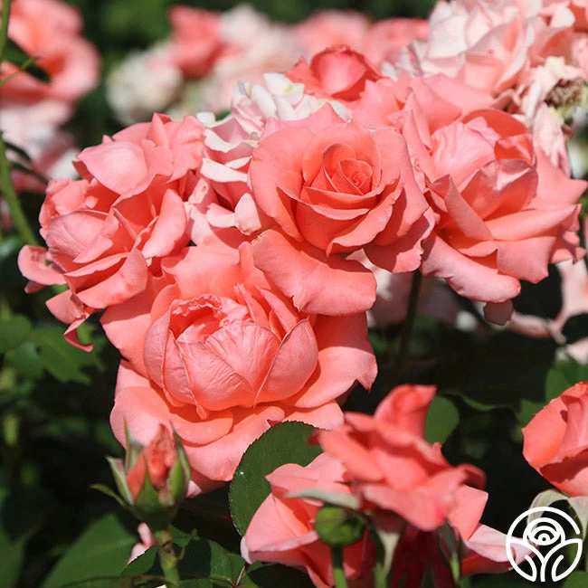 Paris De Yves St. Laurent ™ 11 Paris De Yves St. Laurent ™ - Image 9