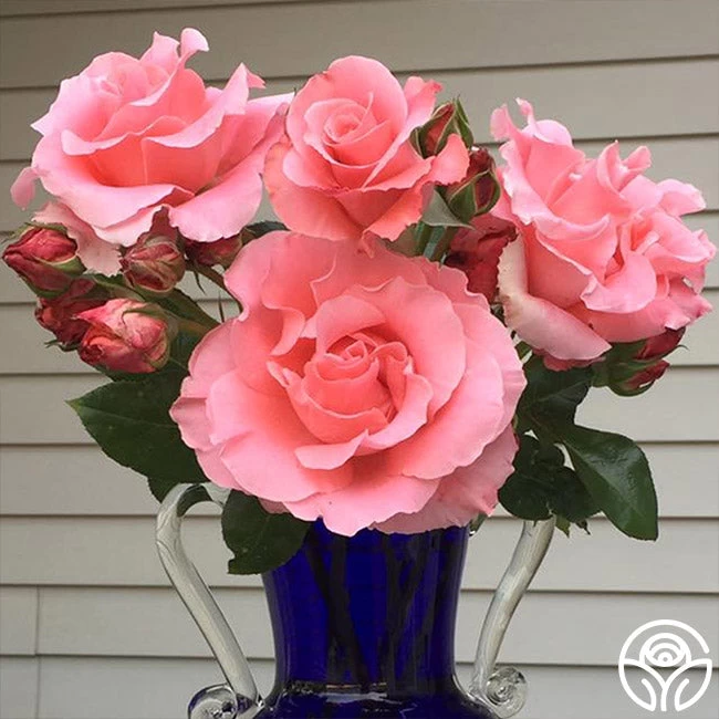 Paris De Yves St. Laurent ™ 12 Paris De Yves St. Laurent ™ - Image 10