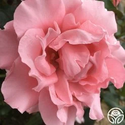 Paris De Yves St. Laurent ™ 19 Paris De Yves St. Laurent ™ -Healthy Plant Shop paris de yves st. laurent 3