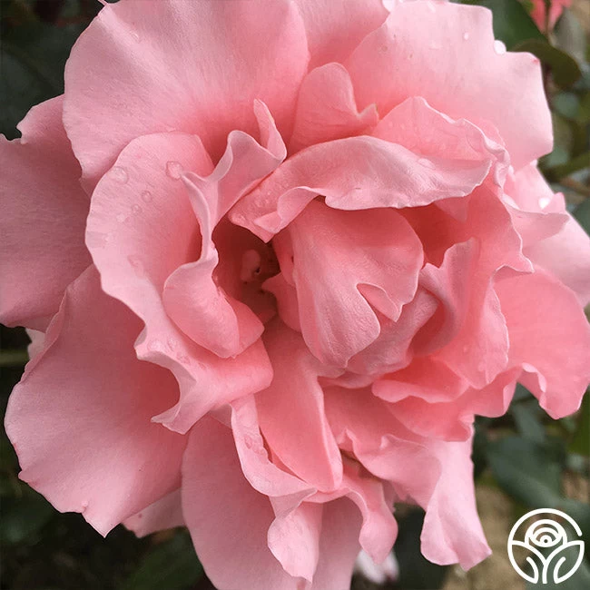 Paris De Yves St. Laurent ™ 6 Paris De Yves St. Laurent ™ - Image 4