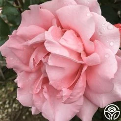 Paris De Yves St. Laurent ™ 21 Paris De Yves St. Laurent ™ -Healthy Plant Shop paris de yves st. laurent 4