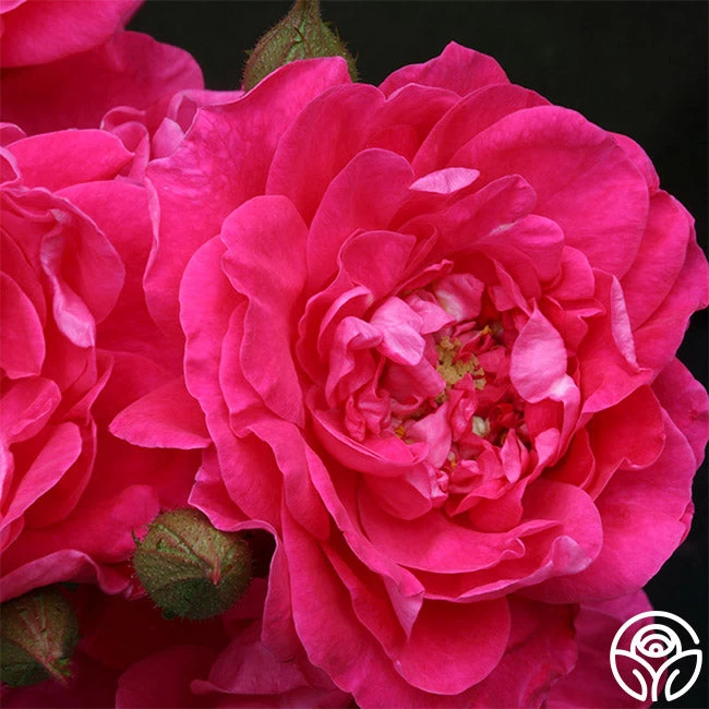 Party Hardy™ 3 Party Hardy™