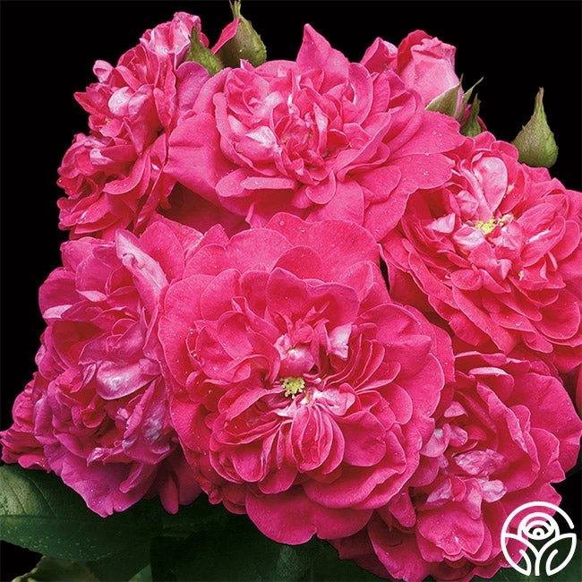 Party Hardy™ 4 Party Hardy™ - Image 2