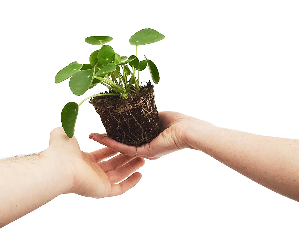 Chinese Money Plant - 4" Mini Hanging Basket - Pilea Peperomioides 4 Chinese Money Plant - 4" Mini Hanging Basket - Pilea Peperomioides - Image 2