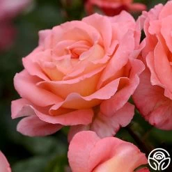 Paul Shirville 14 Paul Shirville -Healthy Plant Shop paul shirville 2 1