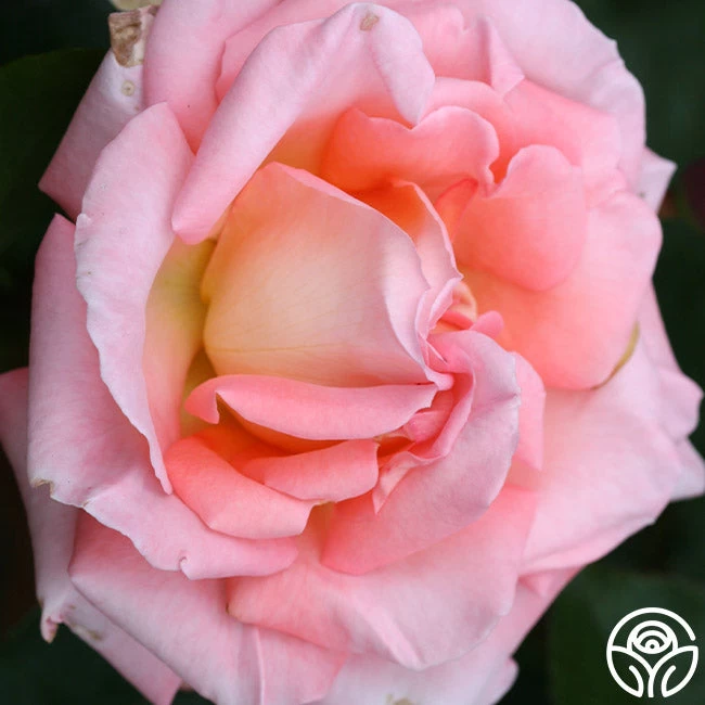 Paul Shirville 7 Paul Shirville - Image 5