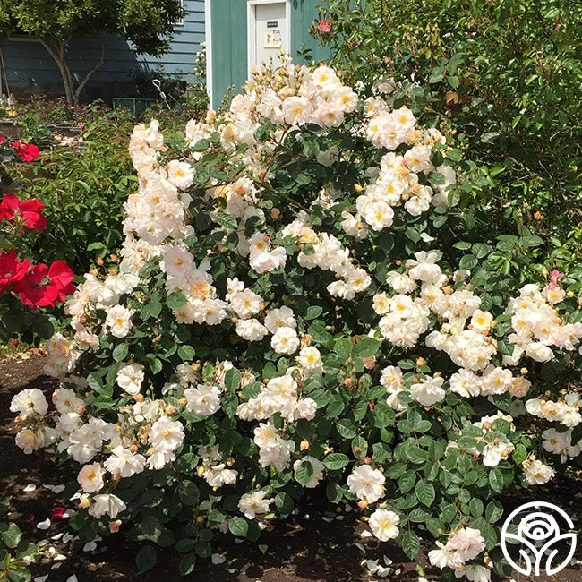 Penelope 6 Penelope - Image 4