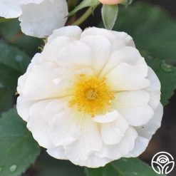 Penelope 14 Penelope -Healthy Plant Shop penelope 4