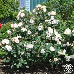 Penelope 17 Penelope -Healthy Plant Shop penelope 5