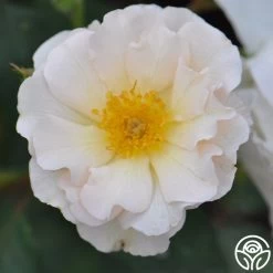 Penelope 19 Penelope -Healthy Plant Shop penelope 7