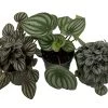 Peperomia Assortment - 3 Pack In 4" Pots 2 Peperomia Assortment - 3 Pack In 4" Pots -Healthy Plant Shop pepcollection 72084.1697826223