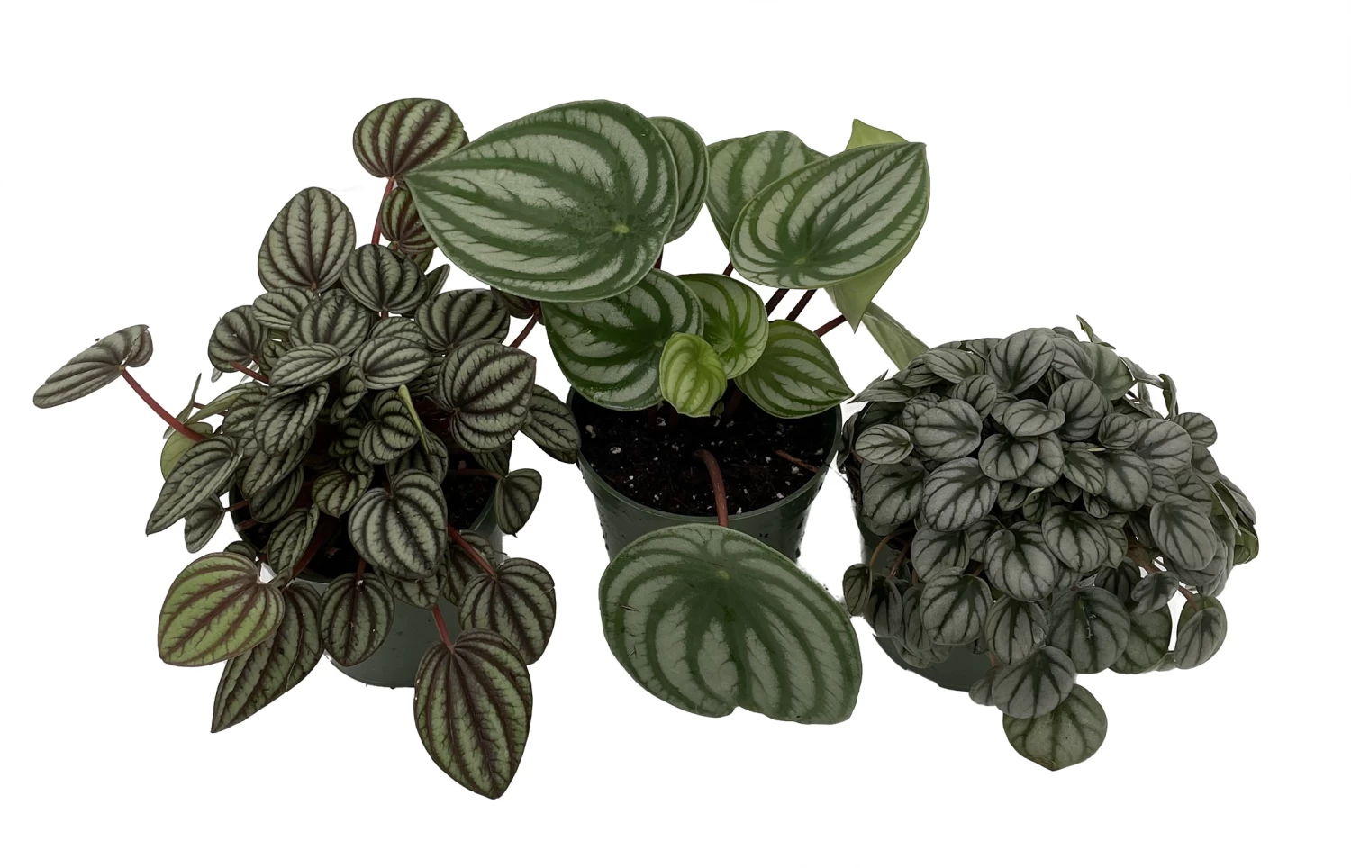 Peperomia Assortment - 3 Pack In 4" Pots 3 Peperomia Assortment - 3 Pack In 4" Pots