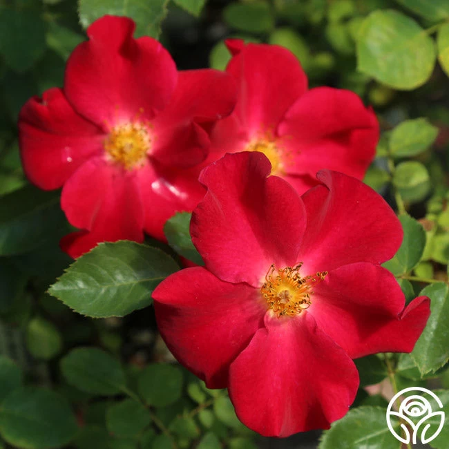 Peter Beales™ 4 Peter Beales™ - Image 2