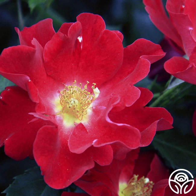 Peter Beales™ 5 Peter Beales™ - Image 3