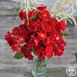 Peter Beales™ 9 Peter Beales™ -Healthy Plant Shop peter beales 4