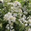 Illuminati Sparks™ Mock Orange - Philadelphus - Proven Winners - 4" Pot 2 Illuminati Sparks™ Mock Orange - Philadelphus - Proven Winners - 4" Pot -Healthy Plant Shop philadelphus illuminati sparks 1 1080 1080 60 05434.1642397725