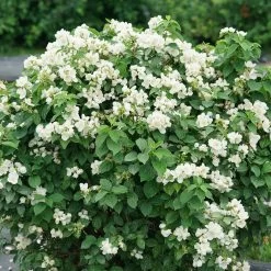 Illuminati Sparks™ Mock Orange - Philadelphus - Proven Winners - 4" Pot -Healthy Plant Shop philadelphus illuminati sparks 6 1080 1080 60 47082.1642397726