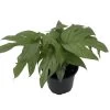Philodendron Amydrium Medium Silver - 4" Pot -Healthy Plant Shop philoamydrium 28630.1696771351