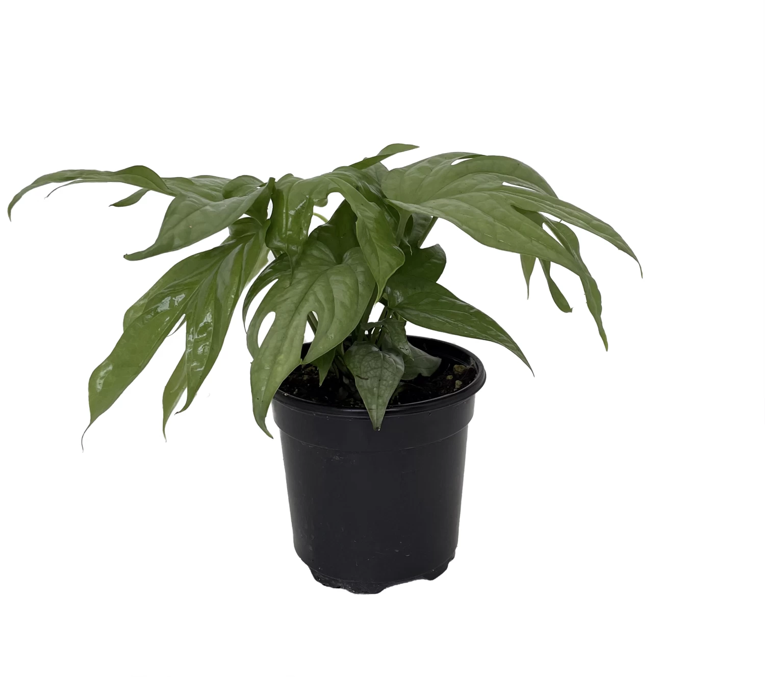 Philodendron Amydrium Medium Silver - 4" Pot 4 Philodendron Amydrium Medium Silver - 4" Pot - Image 2