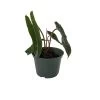 Rare Billietiae Philodendron - Easy To Grow House Plant - 6" Pot 2 Rare Billietiae Philodendron - Easy To Grow House Plant - 6" Pot -Healthy Plant Shop philobillietiae 31942.1683251301