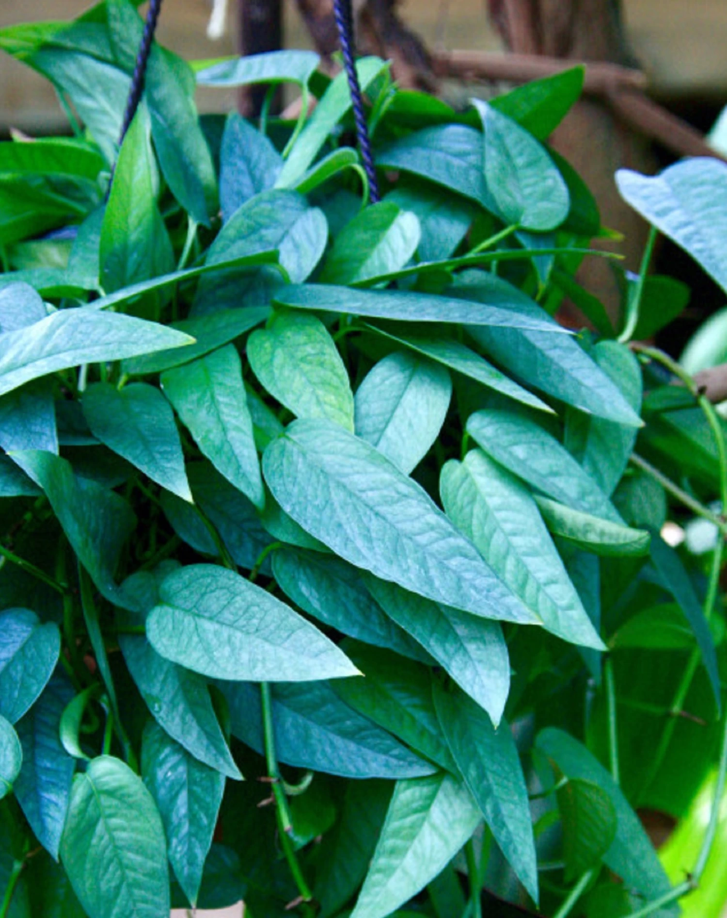 Rare Cebu Blue Pothos - Epipremnum Pinnatum - 4" Pot 4 Rare Cebu Blue Pothos - Epipremnum Pinnatum - 4" Pot - Image 2