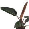 Rojo Congo Philodendron - Easy To Grow - 4" Pot 1 Rojo Congo Philodendron - Easy To Grow - 4" Pot -Healthy Plant Shop philodendronrojocongo2 83812.1694467638