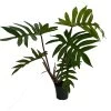 Dubium Philodendron - 4" Pot With Support Stake - Collector's Series 1 Dubium Philodendron - 4" Pot With Support Stake - Collector's Series -Healthy Plant Shop philodub4 03181.1692903116