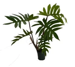 Dubium Philodendron - 4" Pot With Support Stake - Collector's Series