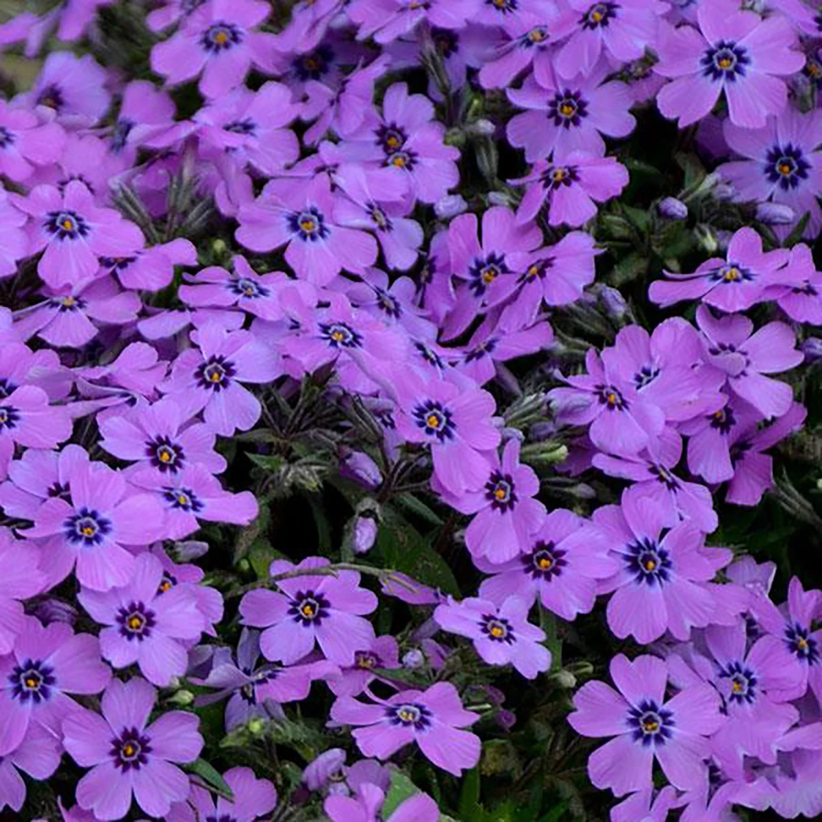 Eye Shadow Creeping Phlox Perennial - Gallon Pot 3 Eye Shadow Creeping Phlox Perennial - Gallon Pot