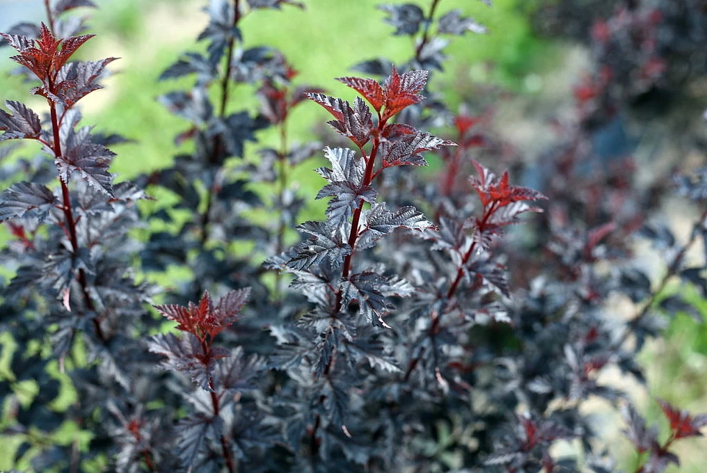 Summer Wine® Black Ninebark Shrub - NEW - Showy Flower - Hardy - Proven Winners 4 Summer Wine® Black Ninebark Shrub - NEW - Showy Flower - Hardy - Proven Winners - Image 2