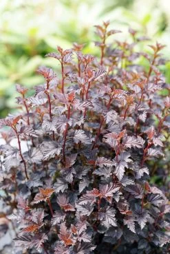 Summer Wine® Black Ninebark Shrub - NEW - Showy Flower - Hardy - Proven Winners 8 Summer Wine® Black Ninebark Shrub - NEW - Showy Flower - Hardy - Proven Winners -Healthy Plant Shop physocarpussummerwineblack2 89833.1615344655