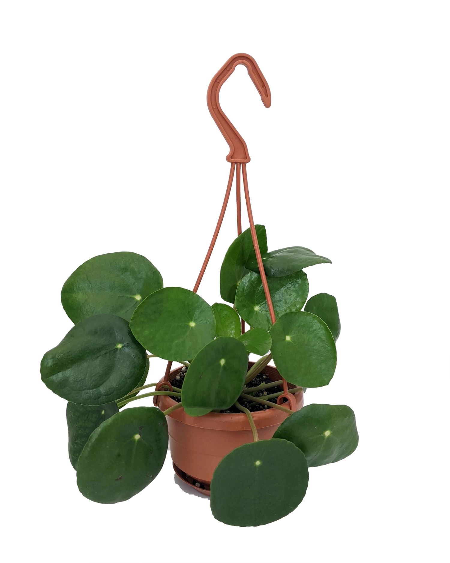 Chinese Money Plant - 4" Mini Hanging Basket - Pilea Peperomioides 3 Chinese Money Plant - 4" Mini Hanging Basket - Pilea Peperomioides