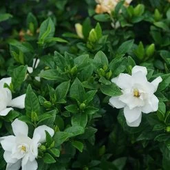 Pillow Talk® Gardenia Jasminoides - Proven Winners - 4" Pot -Healthy Plant Shop pillowtalkgard 82311.1690932461